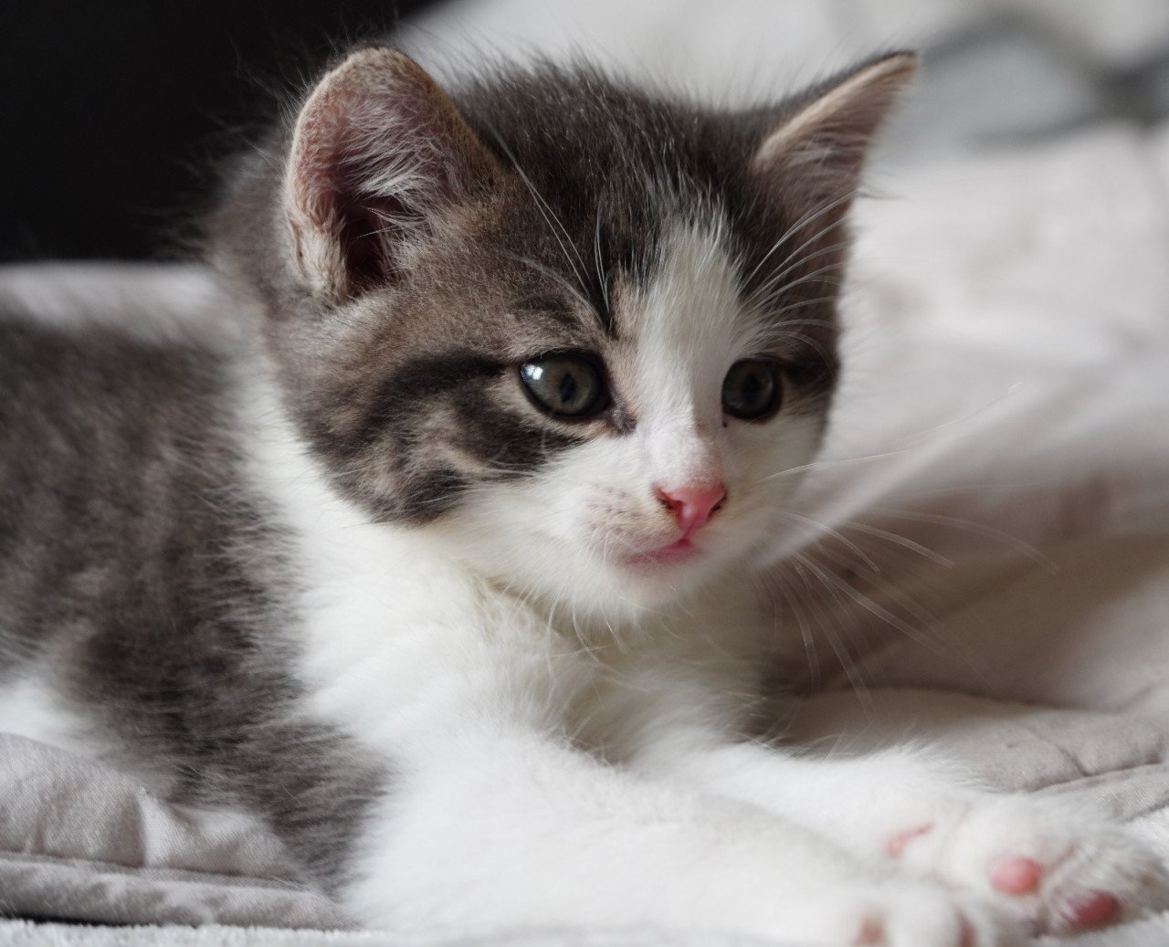 2 ondeugende kittens zoeken nieuw baasje