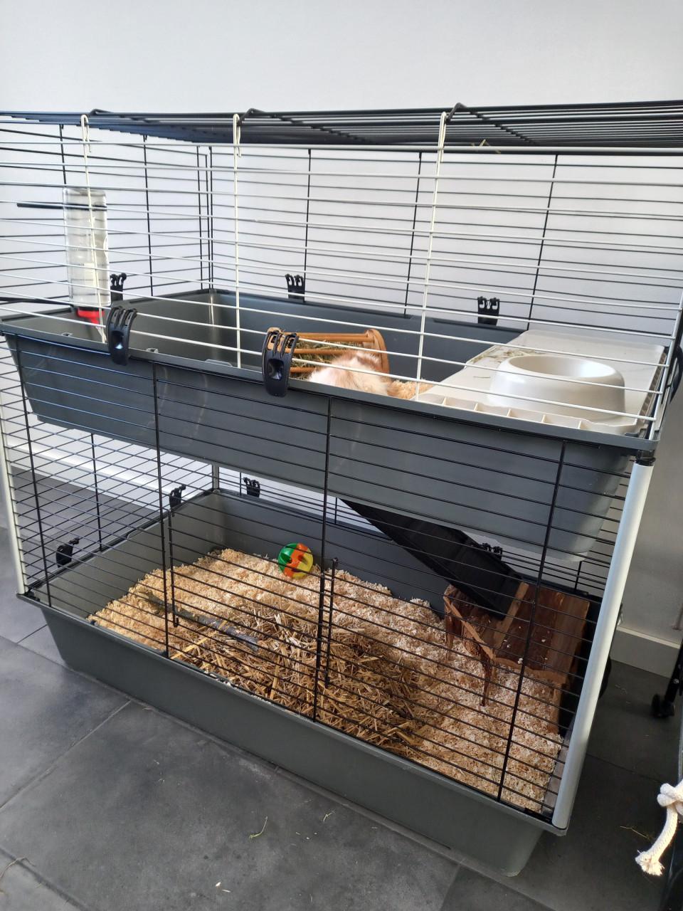 Cookie en muffin zoeken een gouden huisje