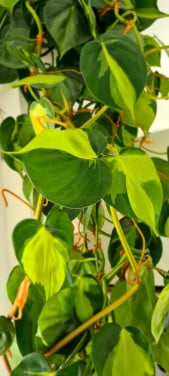 Philondendron scandens Brasil stekken