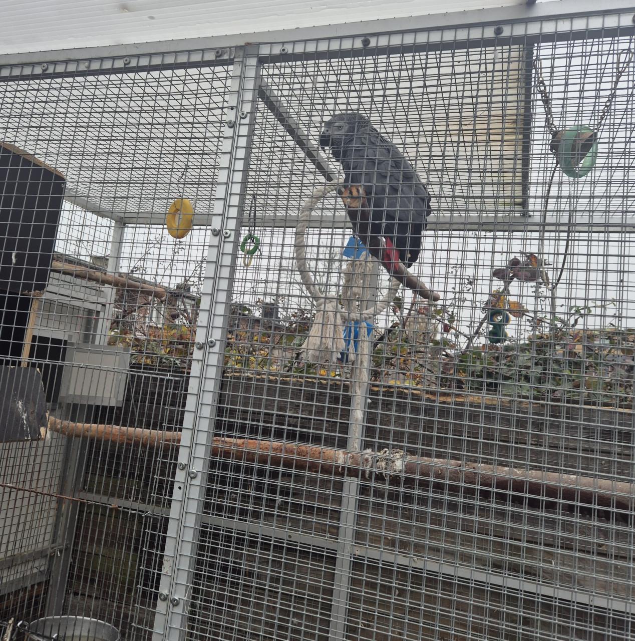 Grijze roodstaart man