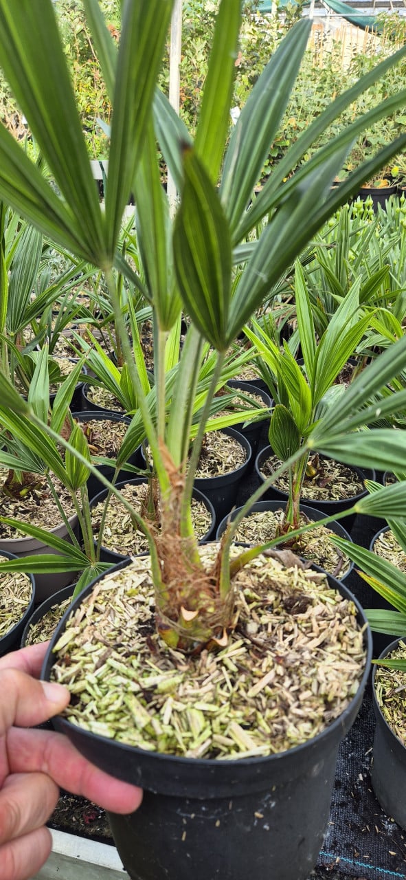 Trachycarpus fortunei,  winterharde palm