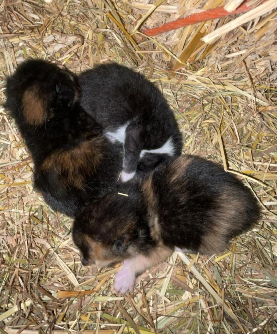 Kittens kitten kat poes reserveren mogelijk