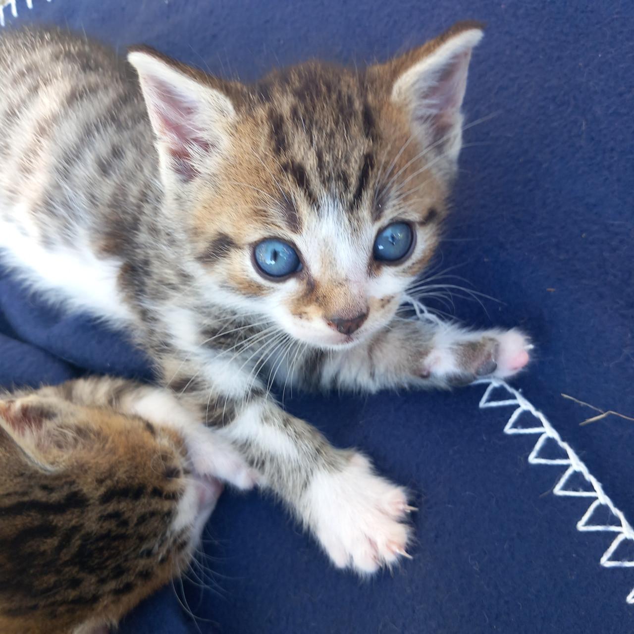 Prachtige kittens: 1 katertje zoekt nog speelmaatje