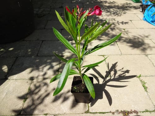 Oleander