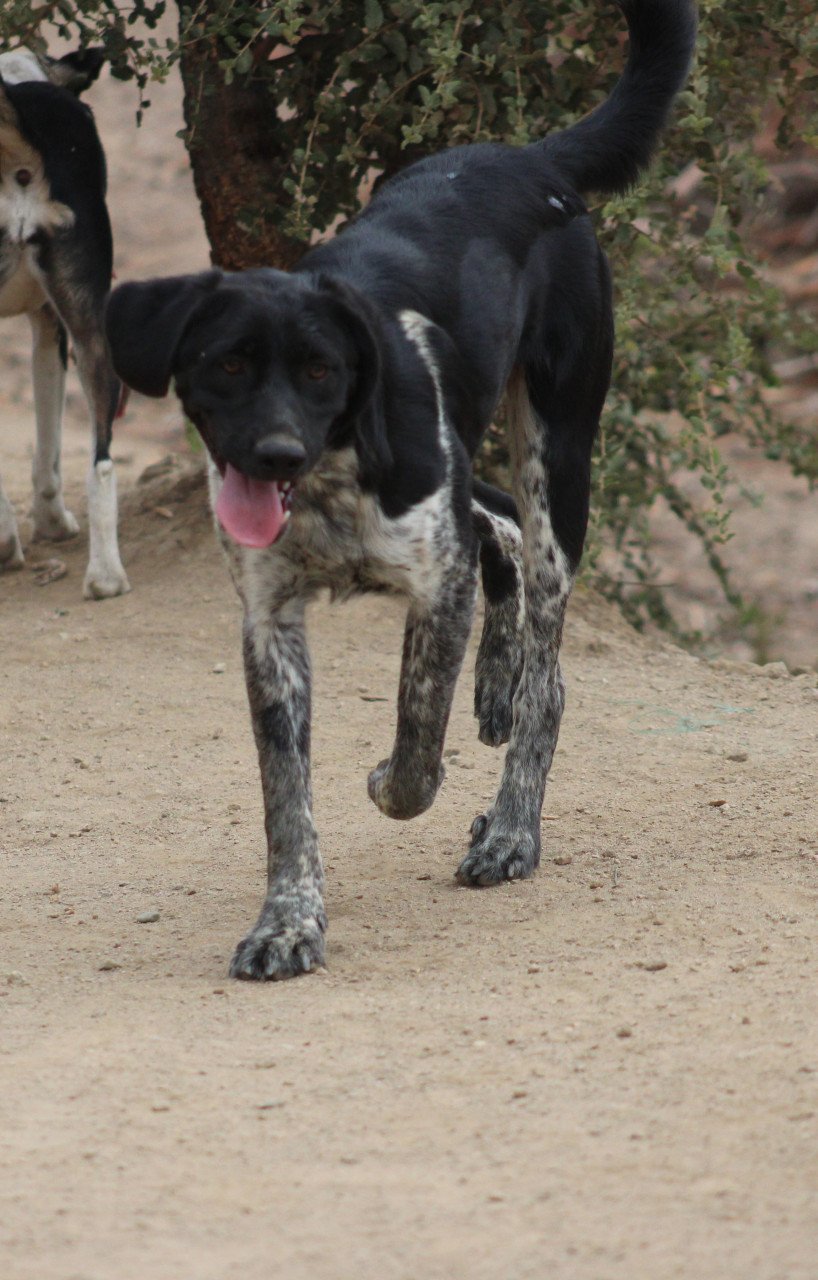 Alora Dog Rescue: Macho, deze knuffelbeer zoekt wil zo graag een thuis