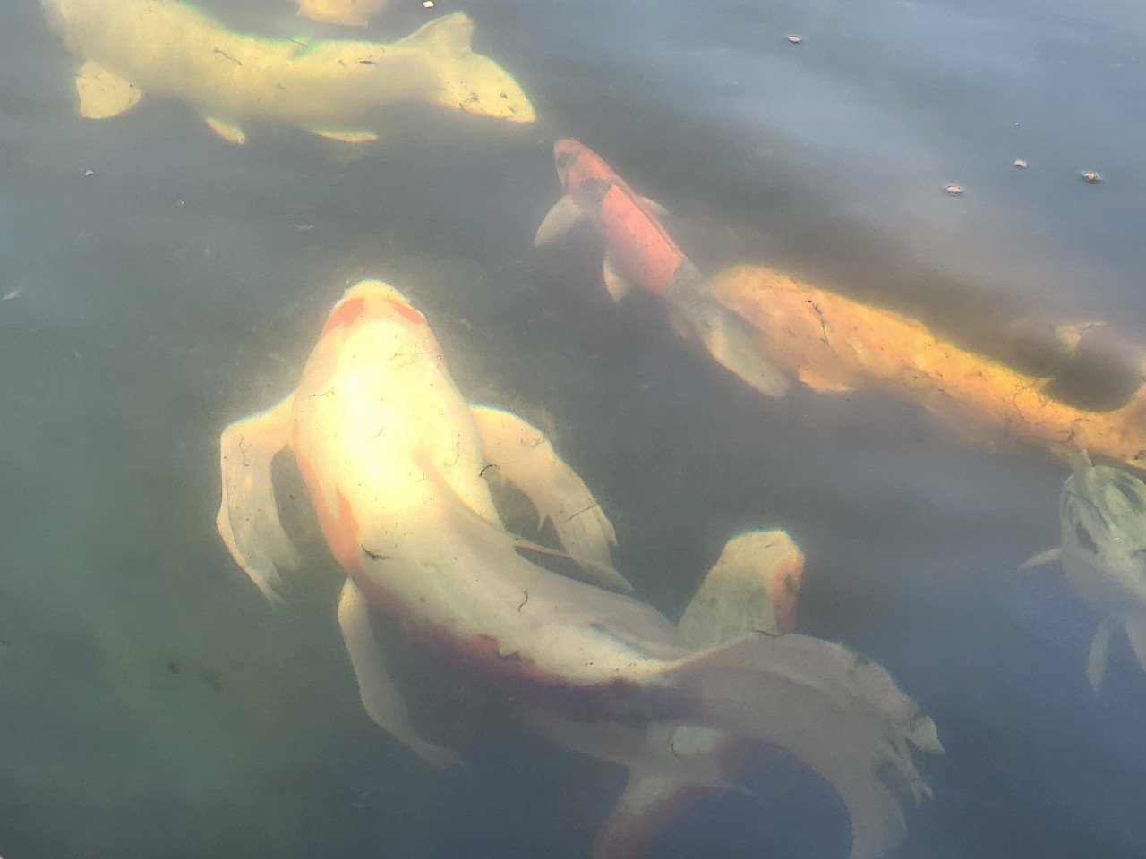 Koi's verkoop