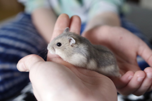 Kleine Russische Dwerg Hamster 🐹