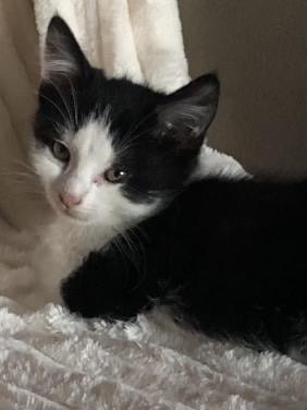 Kittens