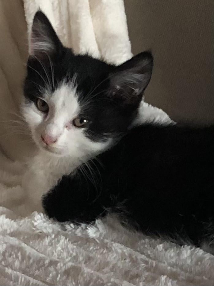 Kittens