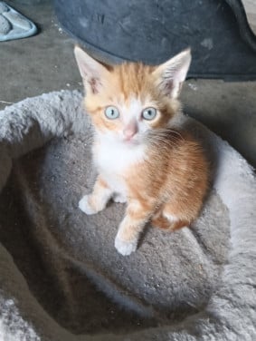 Jonge katjes