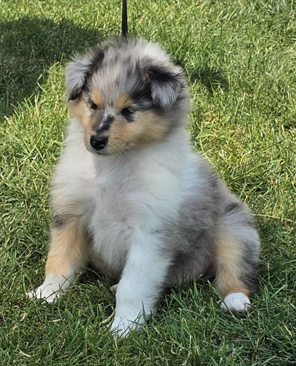 Schotse Collie pups met Stamboom