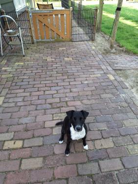 Parson terrier