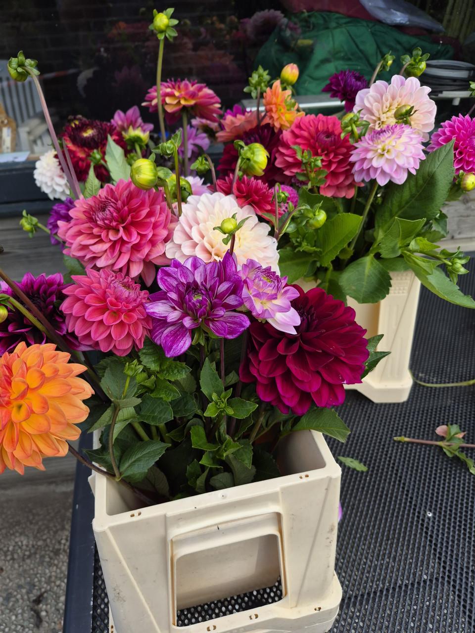 Dahlia's plukken in Heinkenszand.