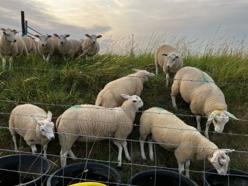 Stamboek swifter dekrammen (on-) gekeurd