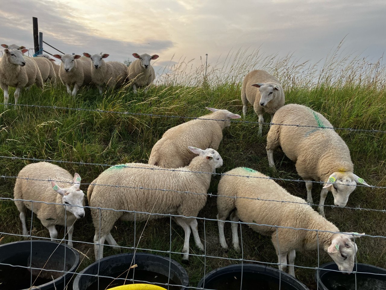 Stamboek swifter dekrammen (on-) gekeurd