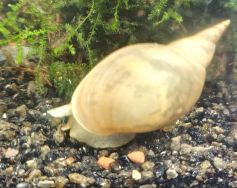 Grote poelslak (Lymnaea stagnalis)