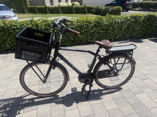 Gazelle
