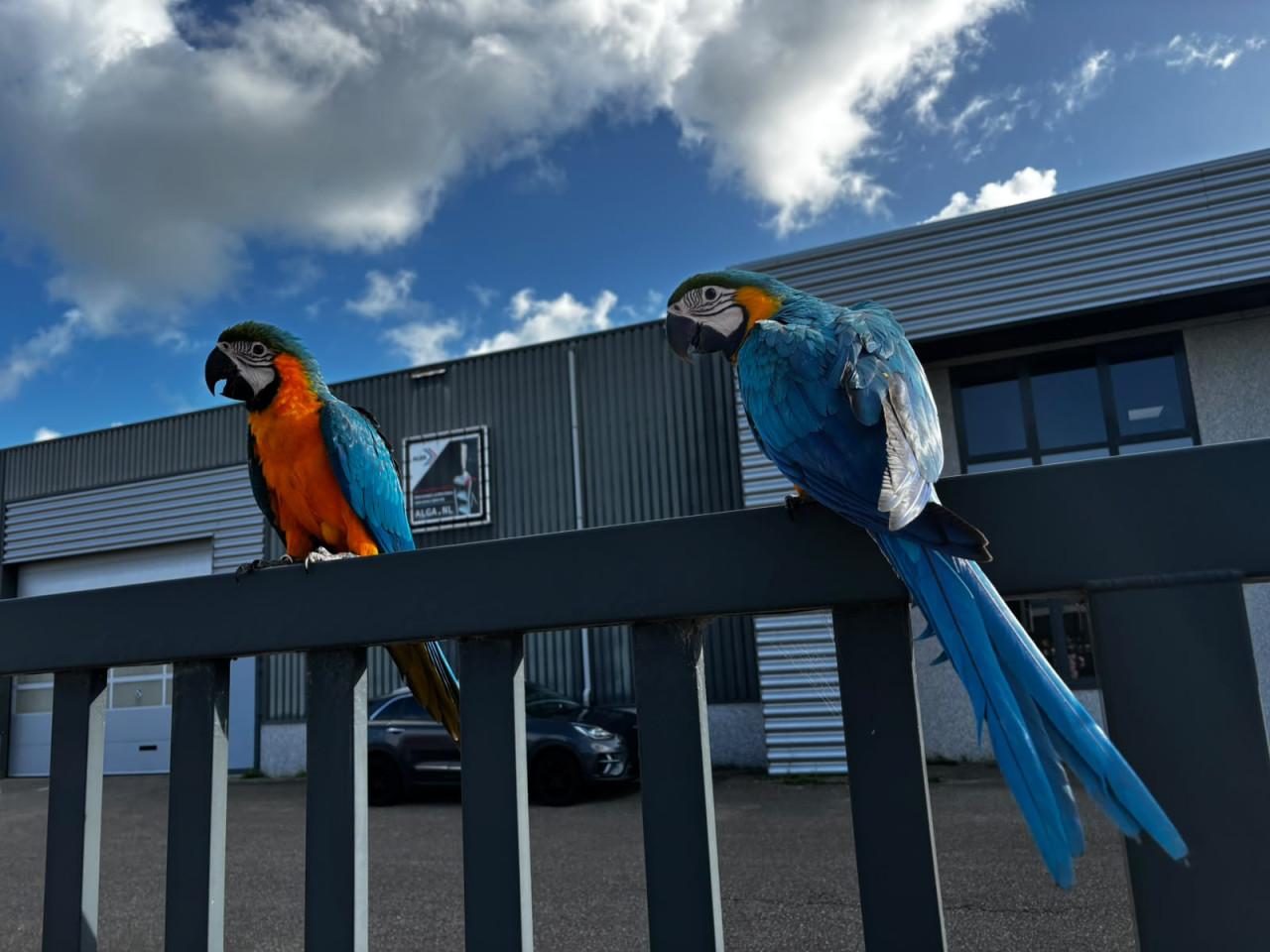 Blauw gele ara jongen tam 13 weken oud