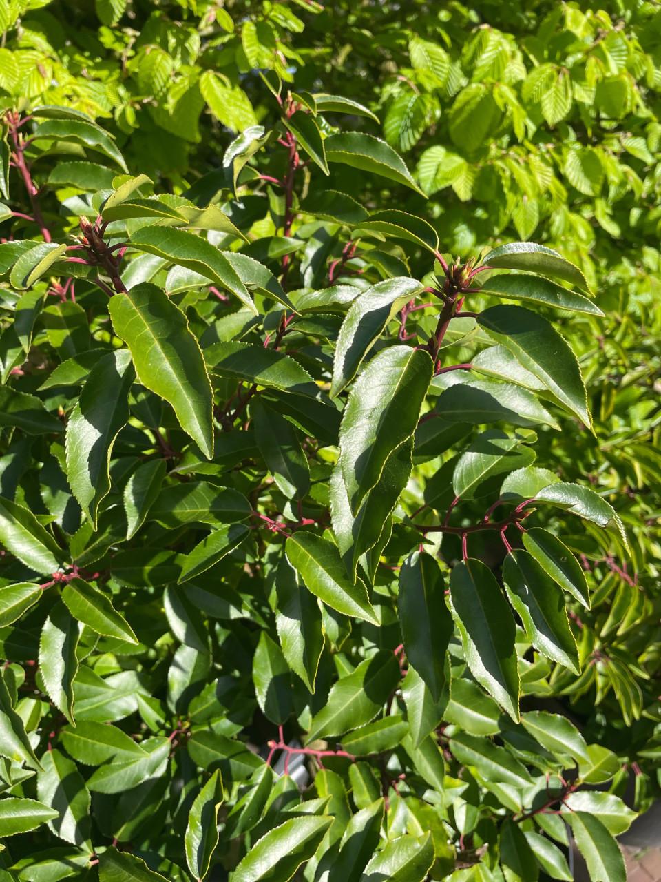 Portugese laurier - 3 stuks - volwassen
