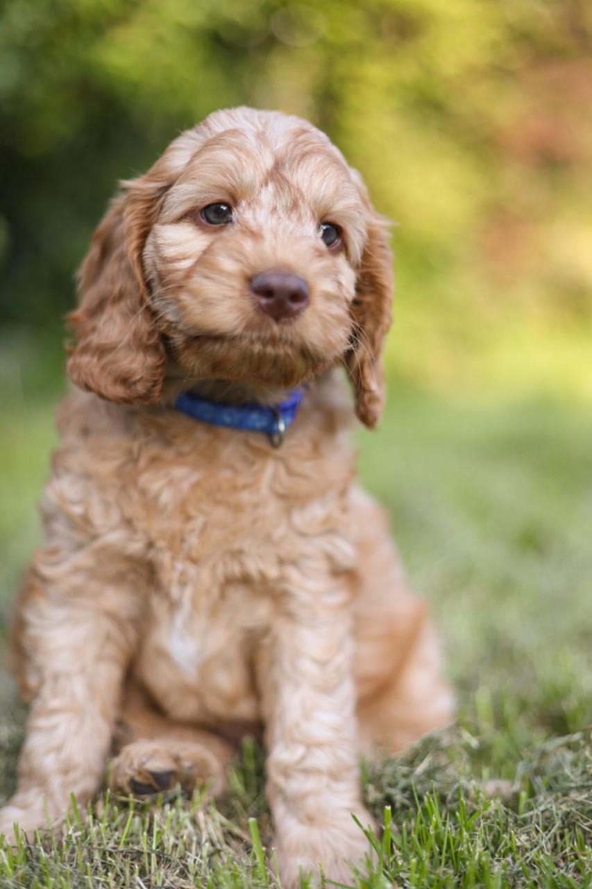 Gastgezin gezocht voor Cockapoo pup