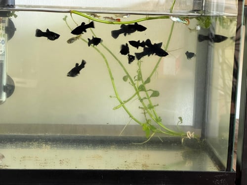 Aquariumvissen