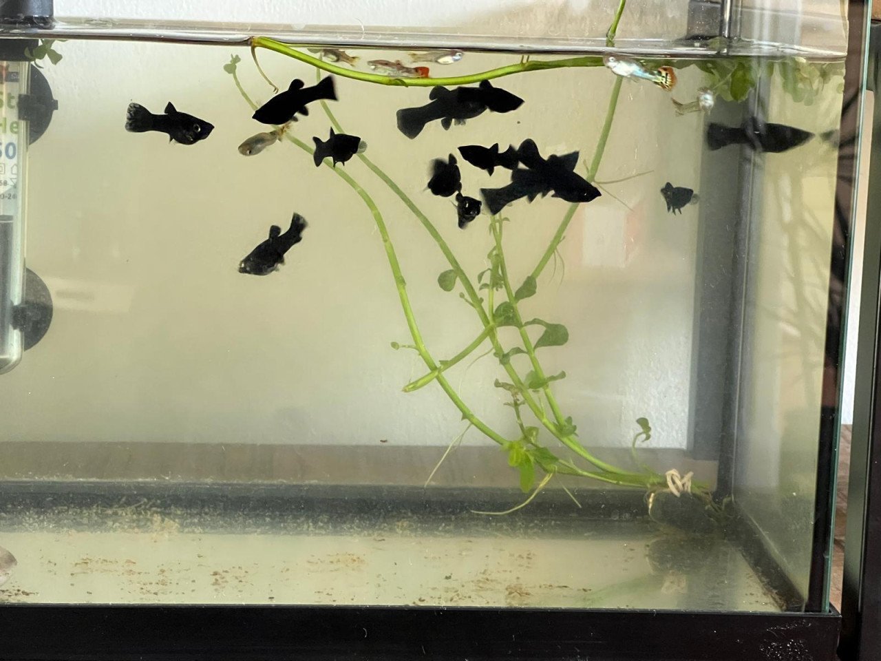 Aquariumvissen