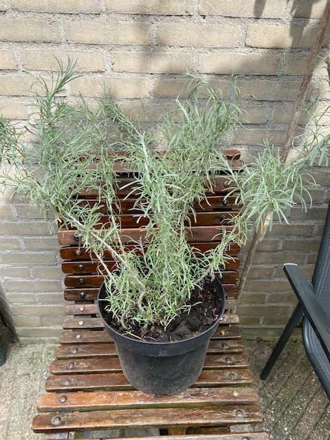 Curry plant