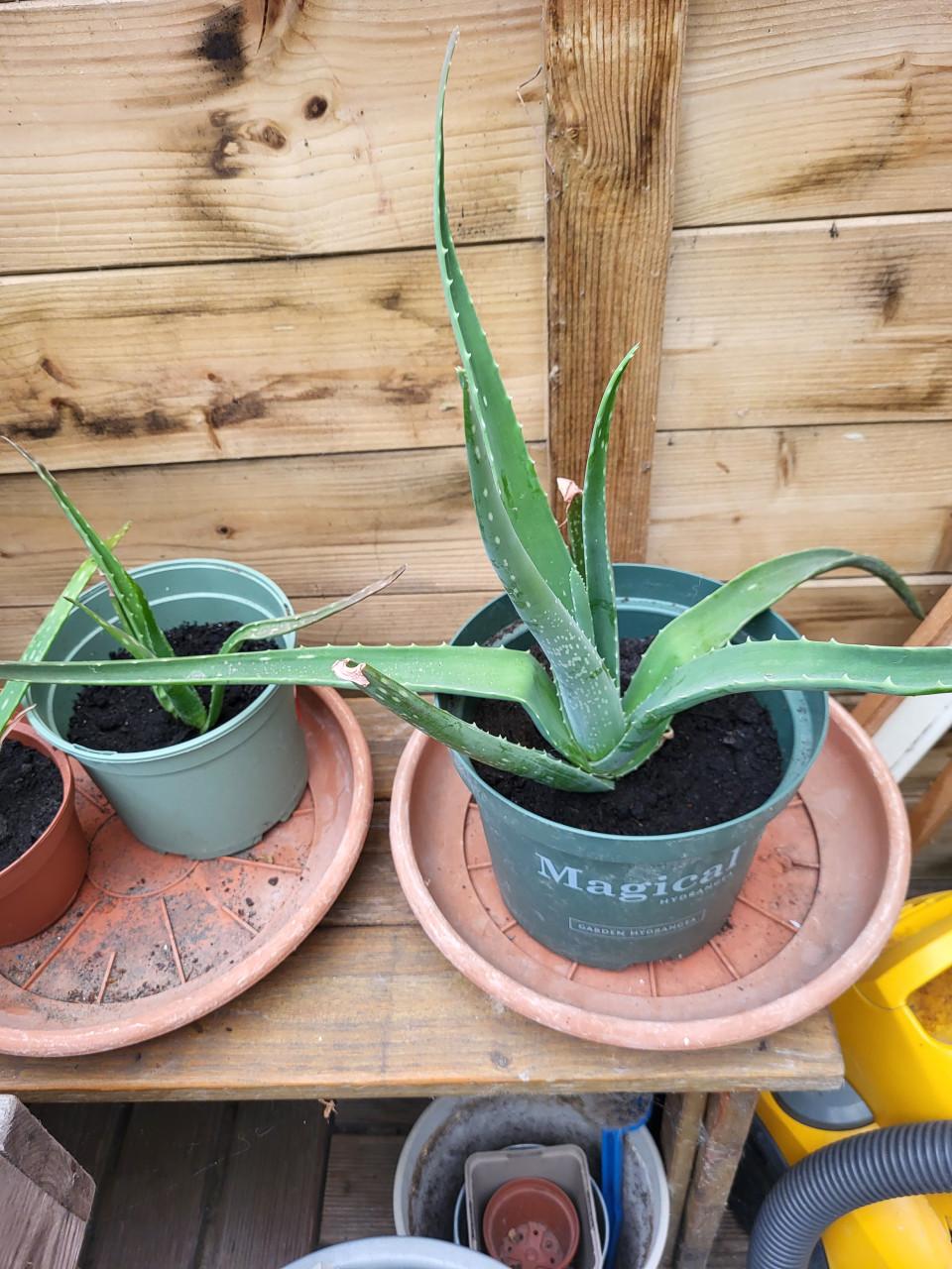 Griekse aloevera