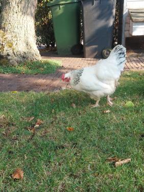 Sussex hen legkip