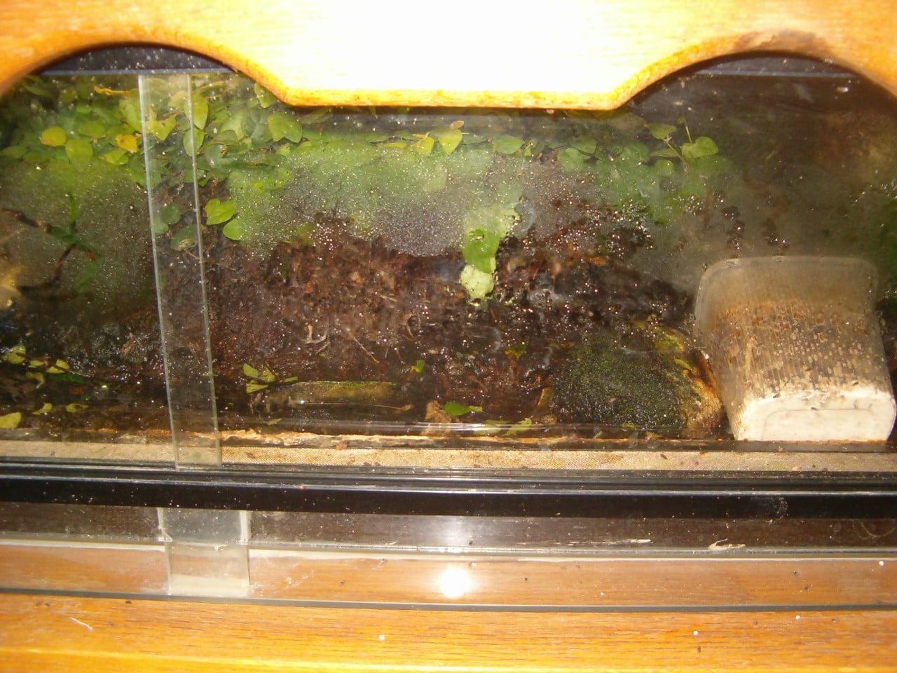 Terrarium L 86 cm Hoog 30 cm Diep 45 cm