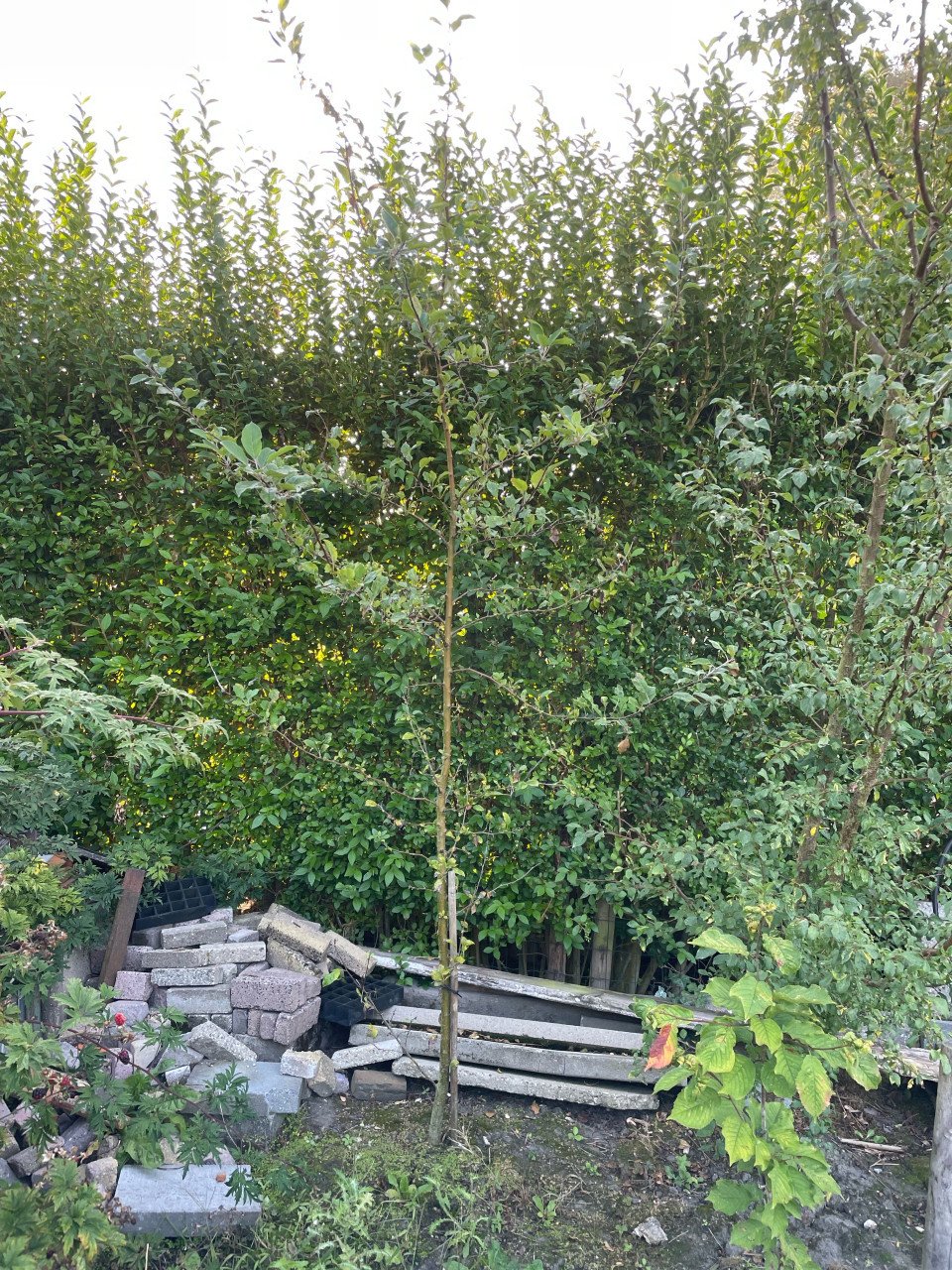 Te koop winterlinde boom