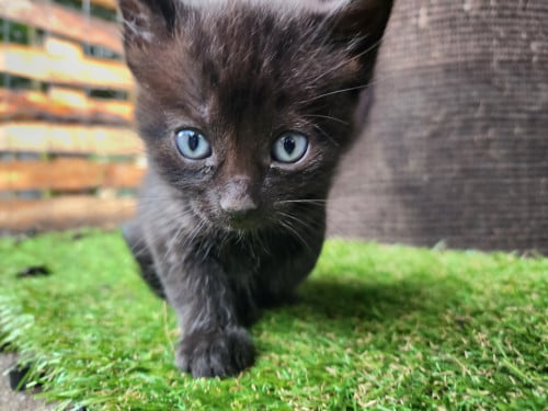Kortharige kittens (jongens) zwart (x brits korthaar)