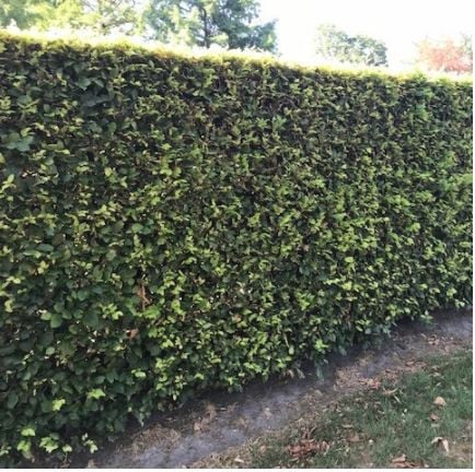 Beukenhaag (Fagus Sylvatica) in alle hoogtes