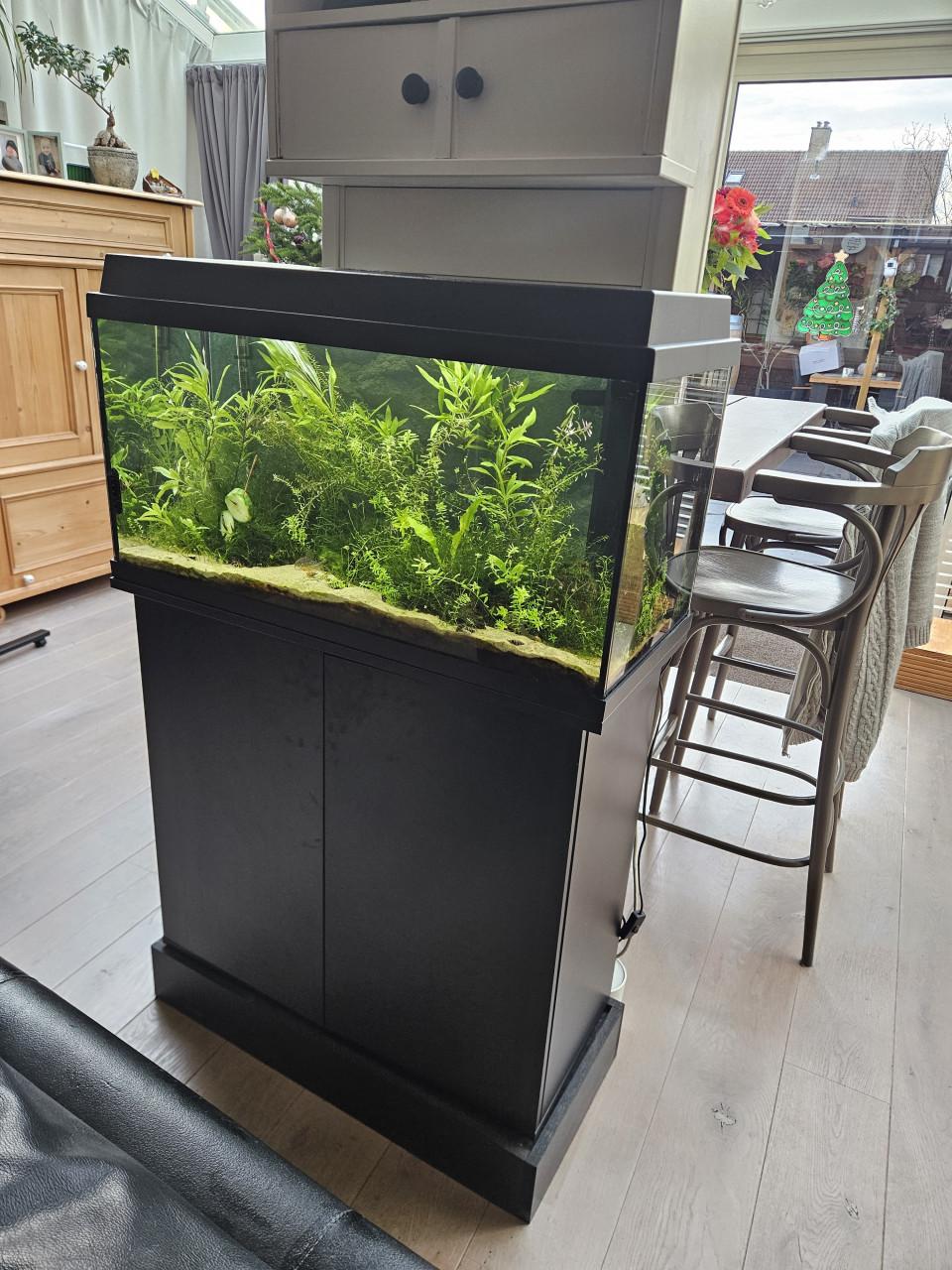 Aquarium compleet met vissen, garnalen, planten ed