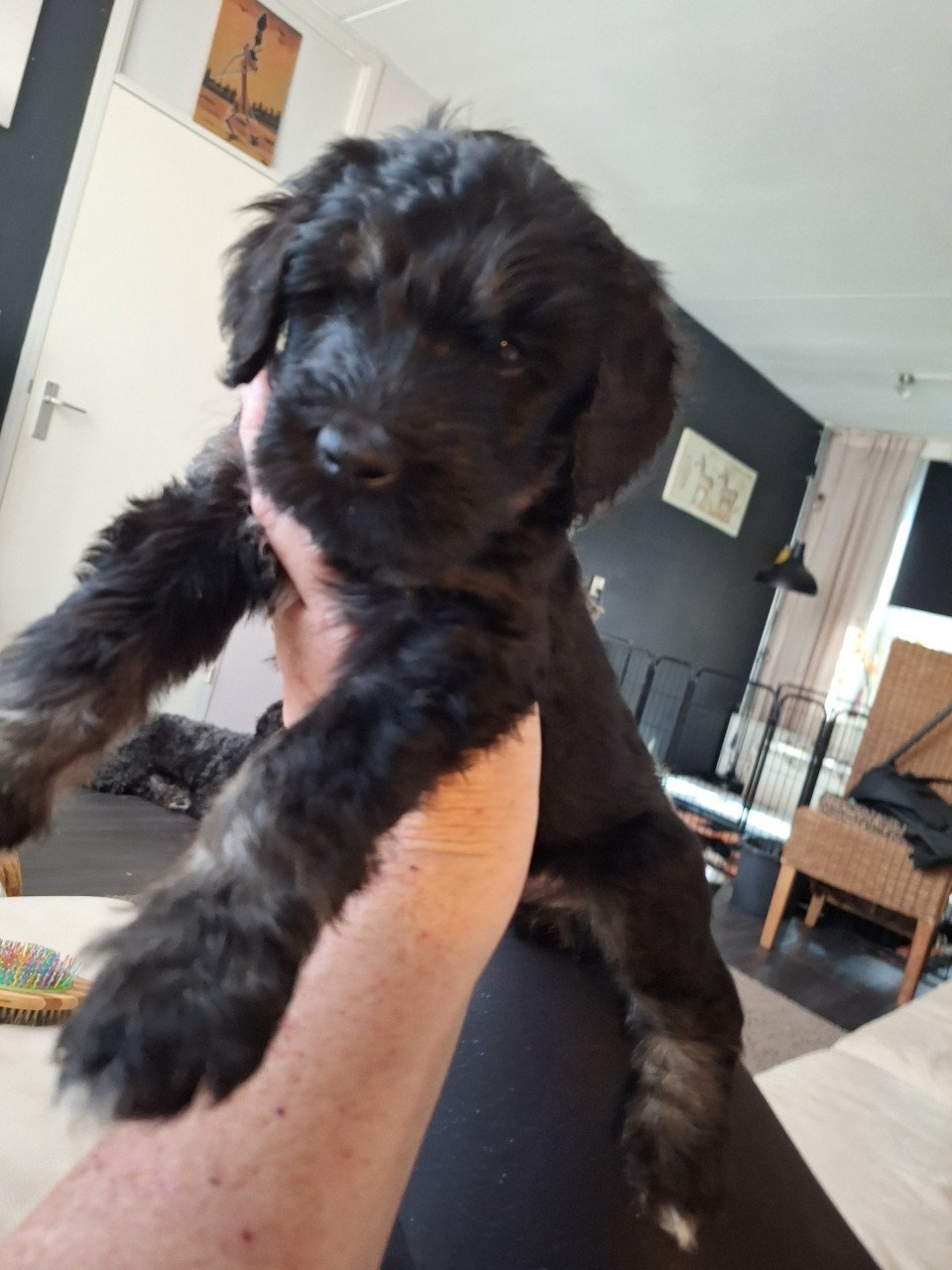 Bernedoodles One love