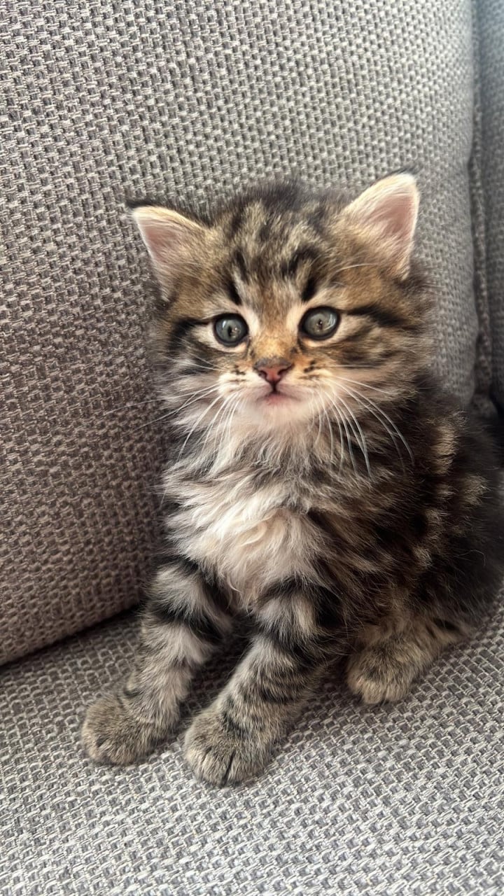 Siberische bos kat kittens