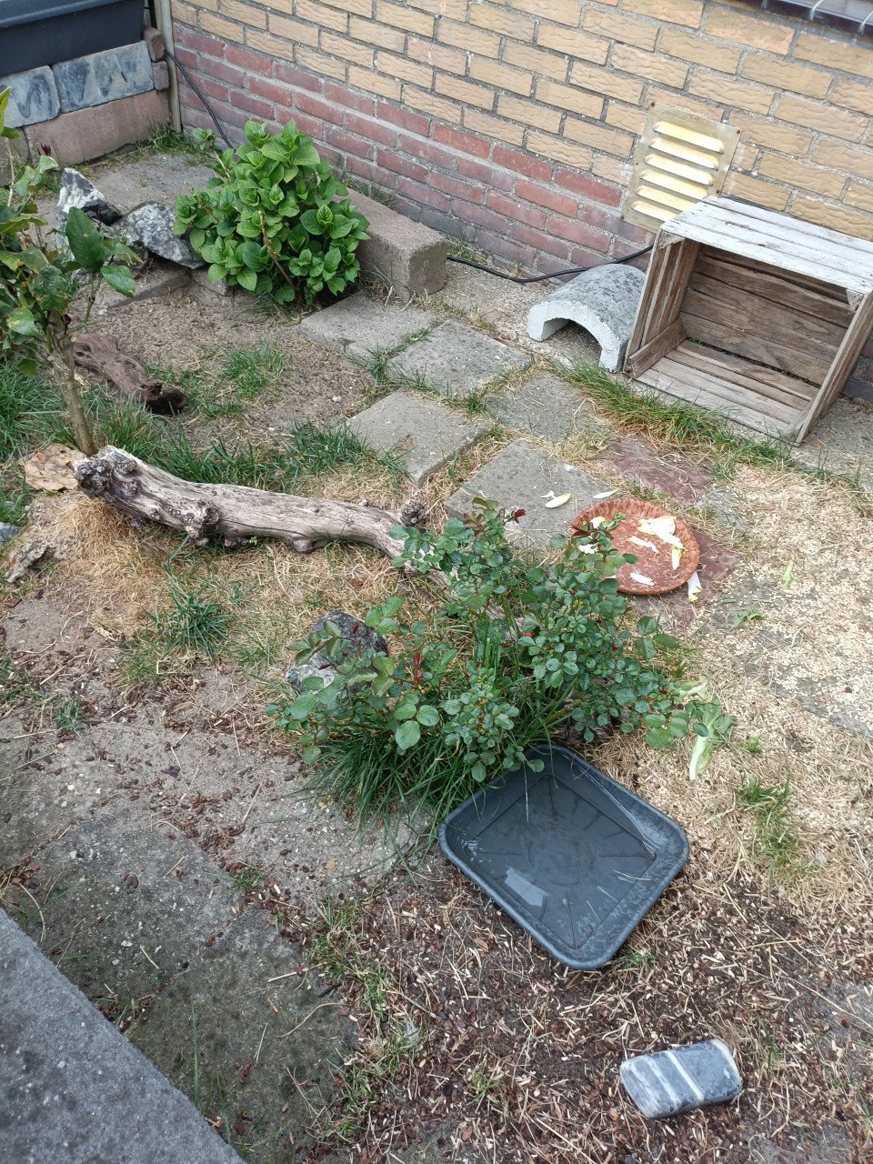 Gezocht landschildpadden vrouwelijke
