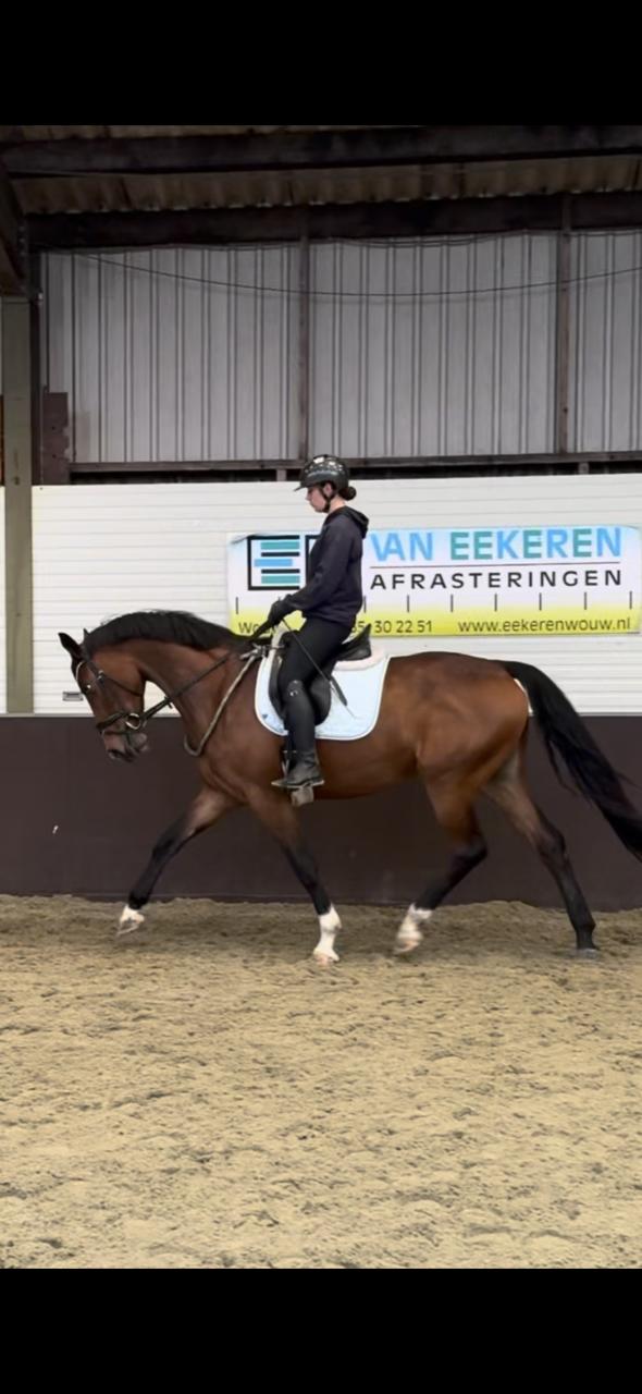 Knappe 5 jarige merrie