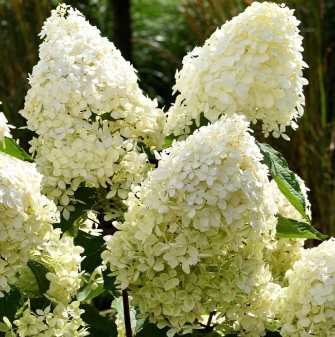 Pluimhortensia 'Phantom'
