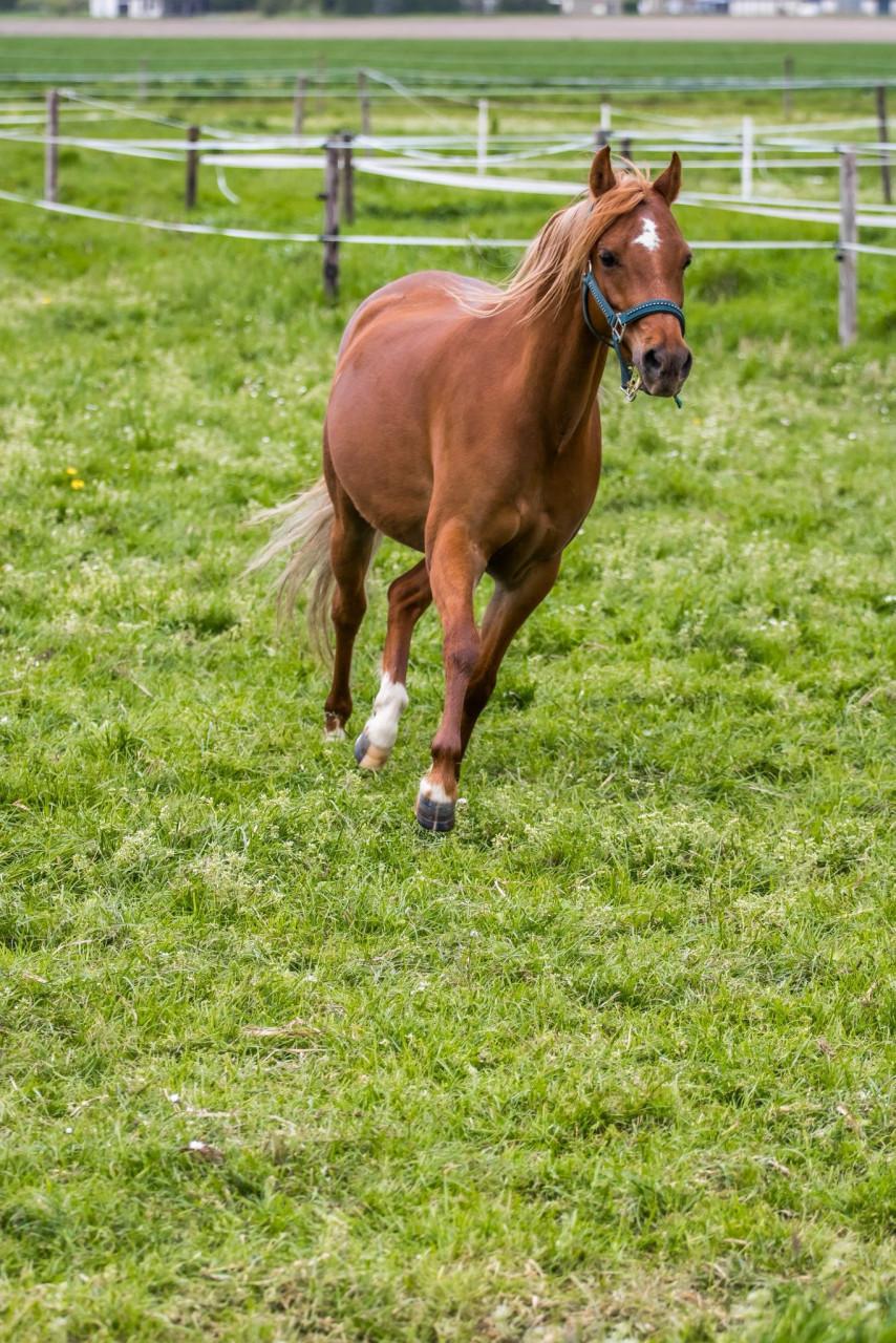 8 jarige B-welsh pony