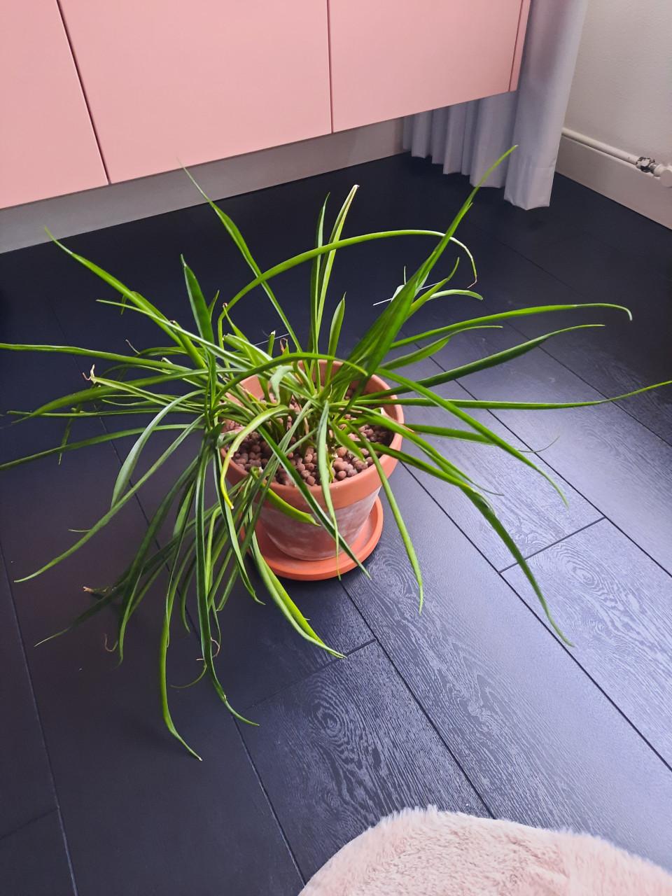 Binnenplant