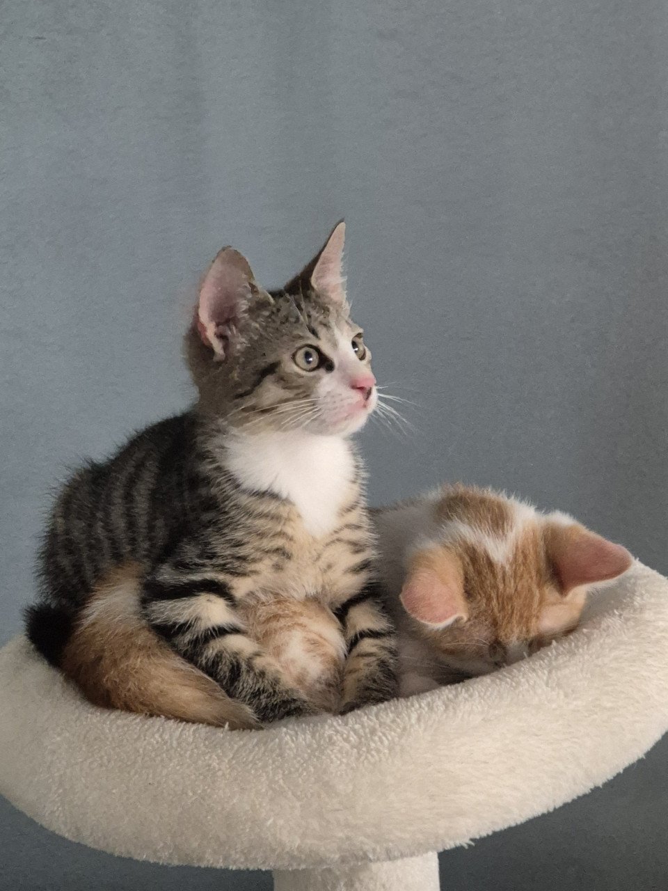 Lieve en zeer goed verzorgde HTK-KITTENS