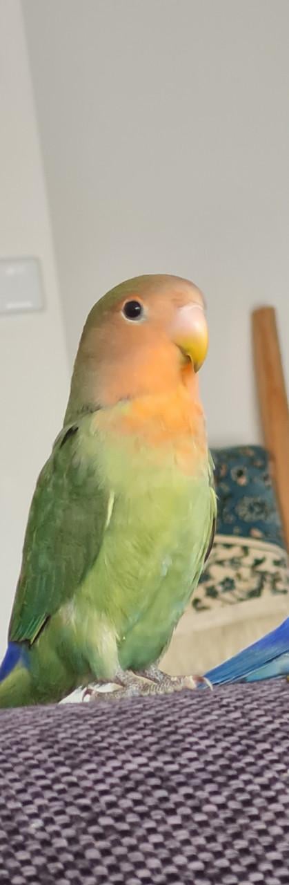 Agapornis Roseicollis (dwergpapegaai)