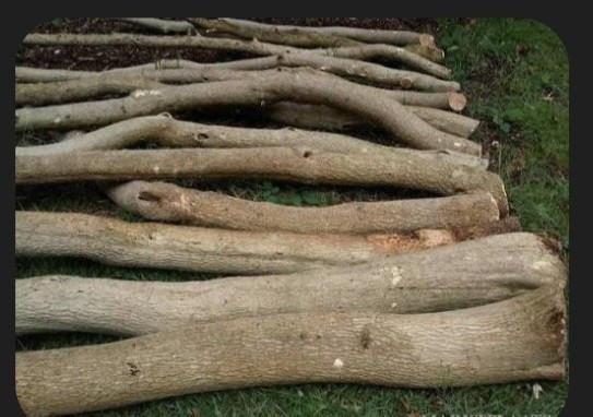 Gevraagd schone dikke takken of stammetjes (minstens 1.50m)