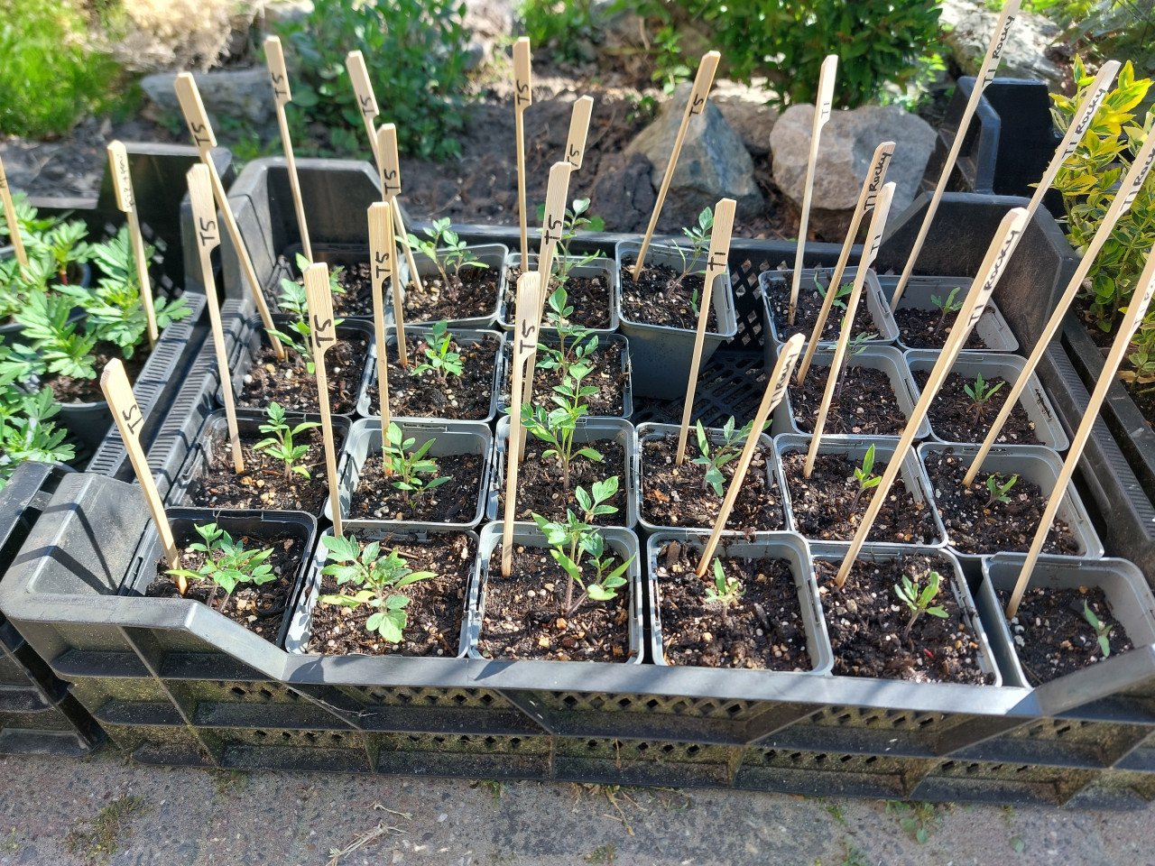 SIERTUIN EN MOESTUIN PLANTEN + BOMEN bij DE VOORDEUR