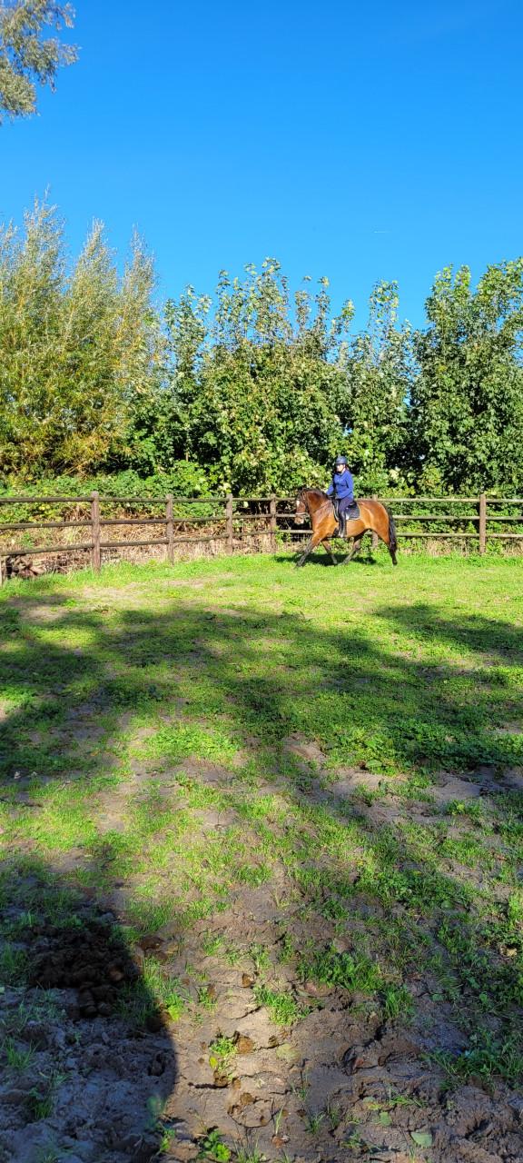 Mooie pre merrie te koop