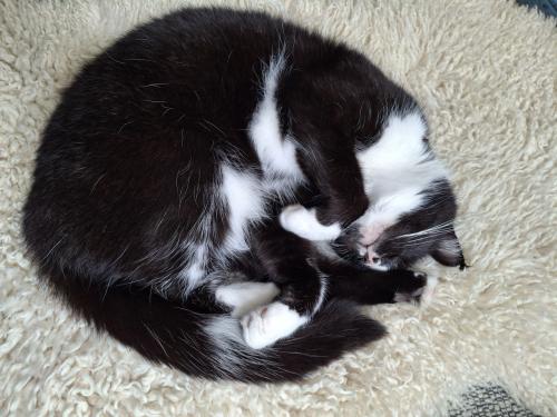 Lieve poes 6 jaar