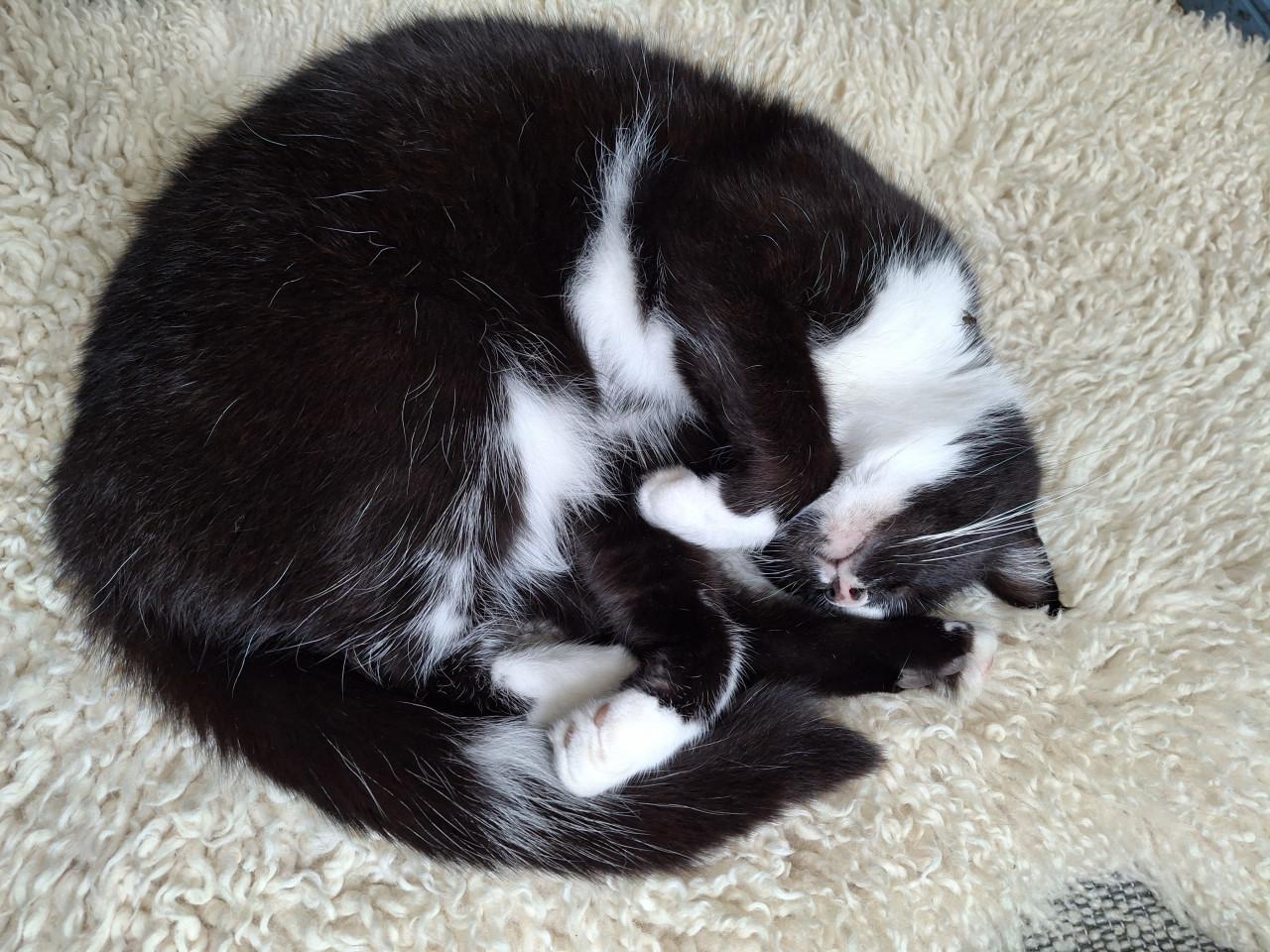 Lieve poes 6 jaar