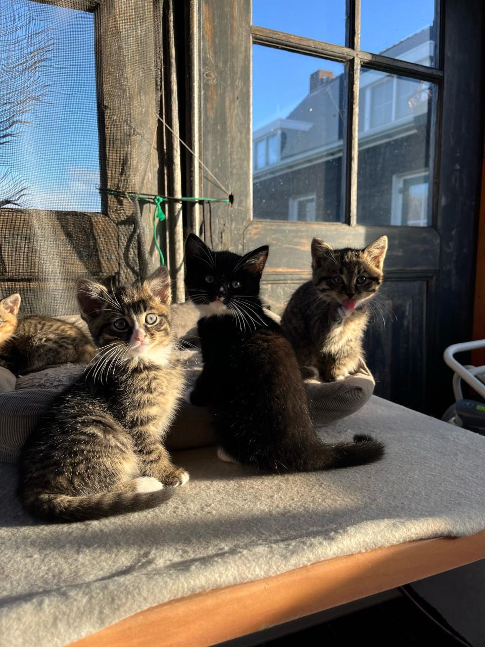 Lieve kittens te koop (gechipt en geënt)
