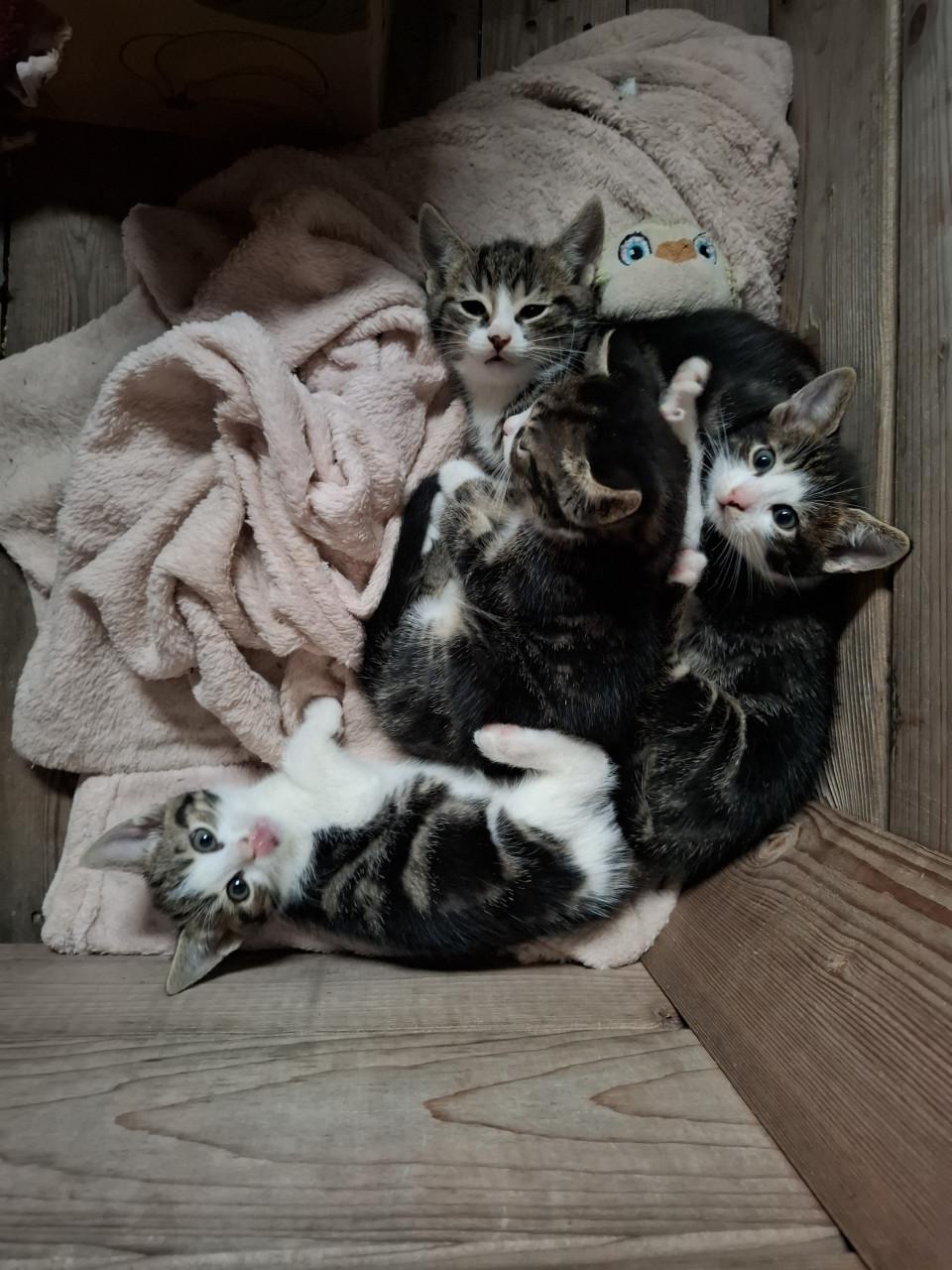 Kittens